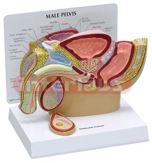 Male Pelvis with Testicle